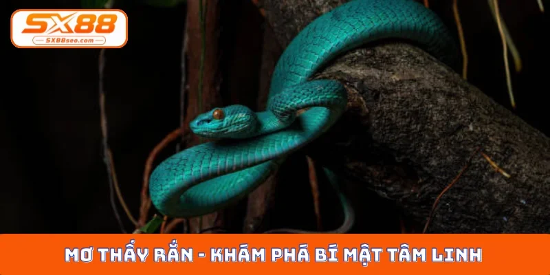 Mơ thấy rắn